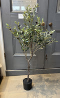 Potted Olive Tree