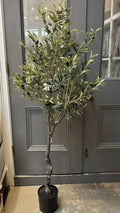 Potted Olive Tree